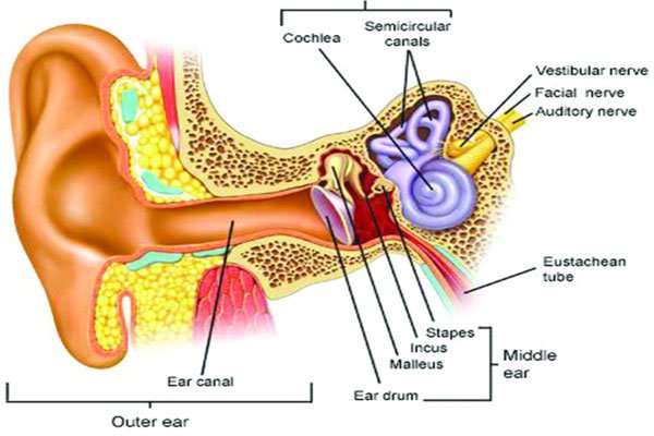 عفونت گوش میانی چیست؟
