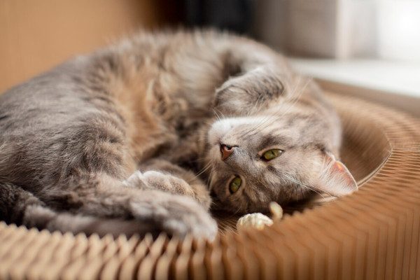 مزایای نگهداری گربه در خانه برای سلامتی