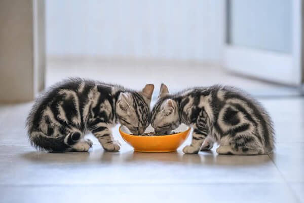 بهترین غذا برای بچه گربه ها باید چه ویژگی ای داشته باشد؟