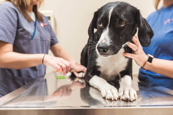 درمان دل درد سگ با داروهای بدون نسخه
