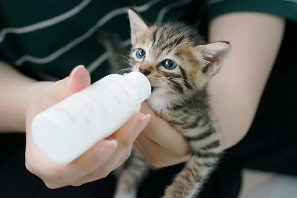 مقدار و نحوه مصرف شیر برای بچه گربه