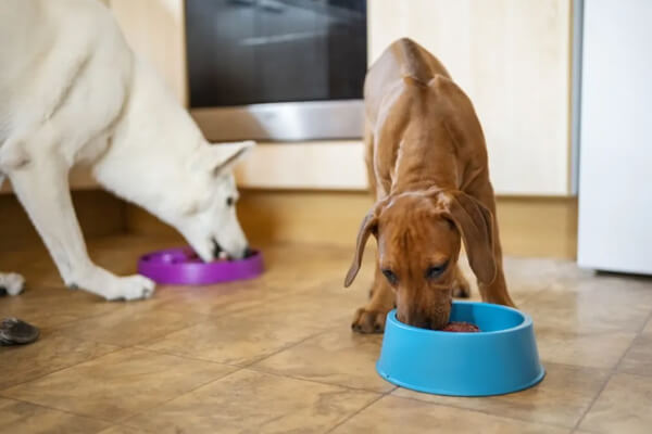 چگونگی مصرف غذای سگ پس از درمان بیماری