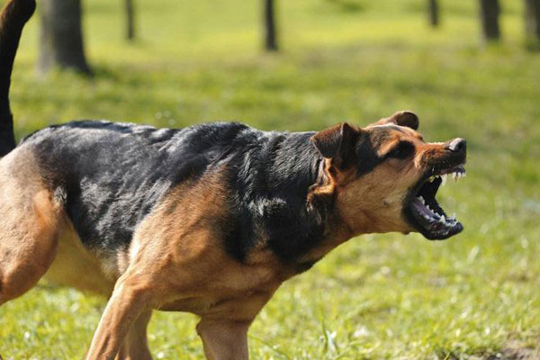 زبان بدن سگ در حالت تهاجم و پرخاشگری