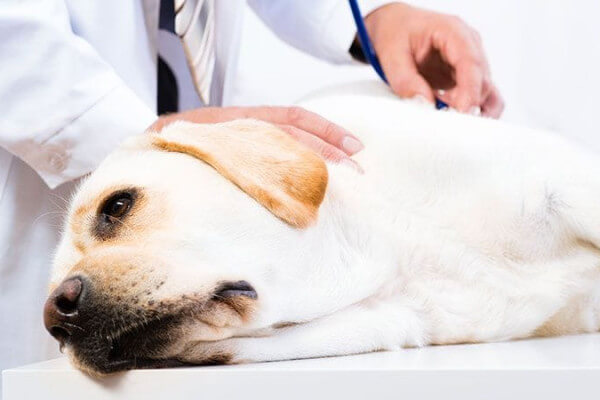سرطان در سگ ها