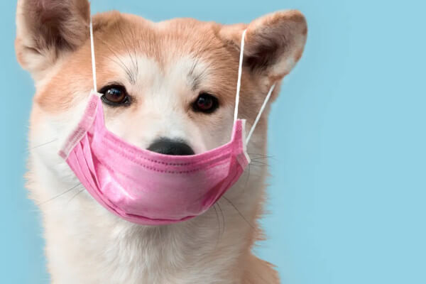 عفونت گوش در سگ ها