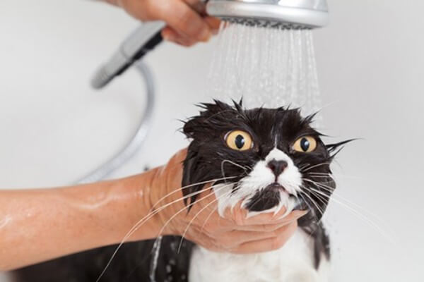 مضرات حمام کردن بچه گربه