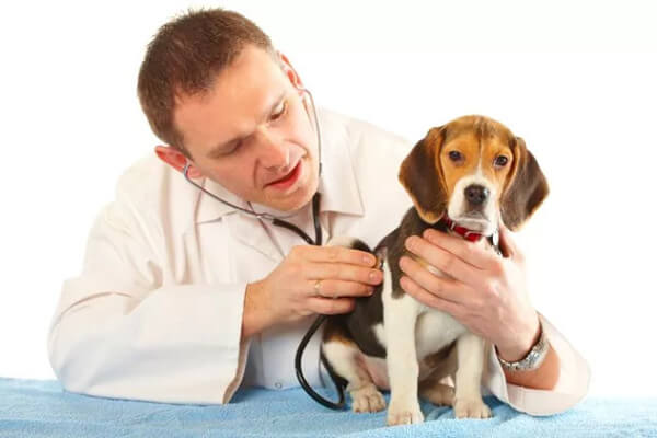 معرفی 10 نوع بیماری رایج در سگ