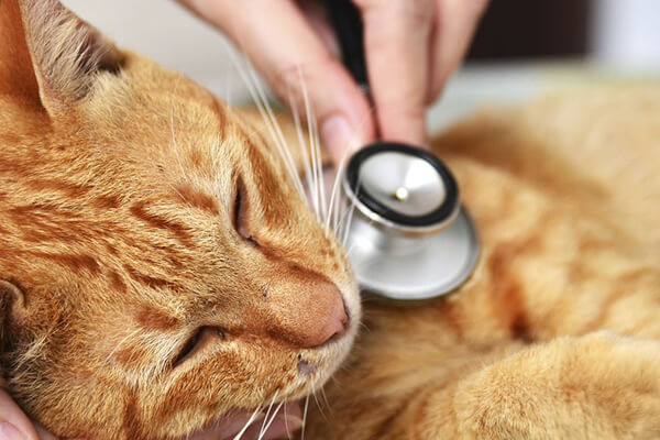 چگونگی درمان دل درد گربه