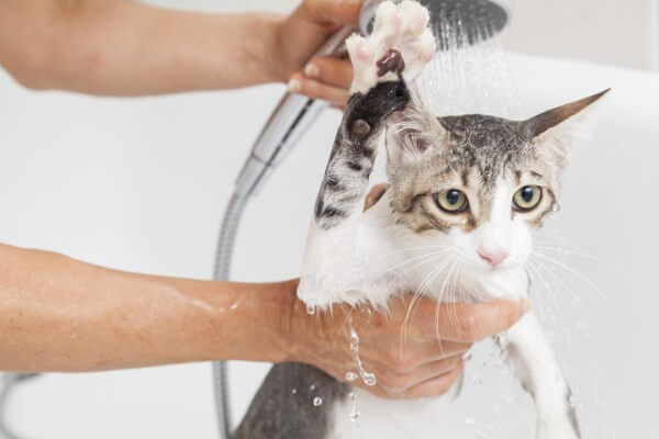 گربه هر چند وقت یک بار به حمام نیاز دارد؟
